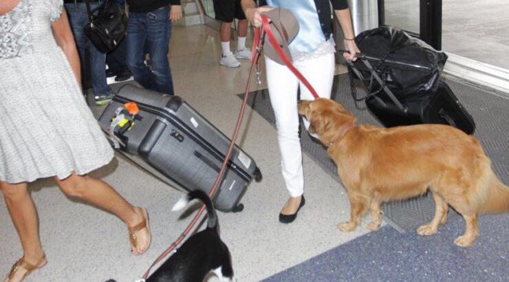 H Hilary Swank ταξιδεύει με τα σκυλιά της [εικόνες]