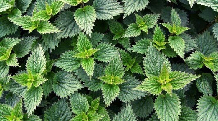 Τσουκνίδα για υγιή μαλλιά