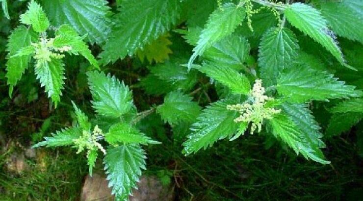 Η άγνωστη τσουκνίδα και οι θεραπευτικές της ιδιότητες