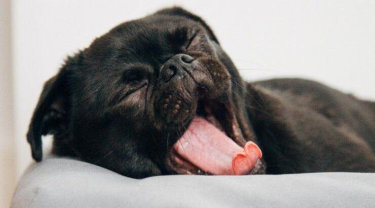 Το χασμουρητό είναι μεταδοτικό; Oι ειδικοί εξηγούν 