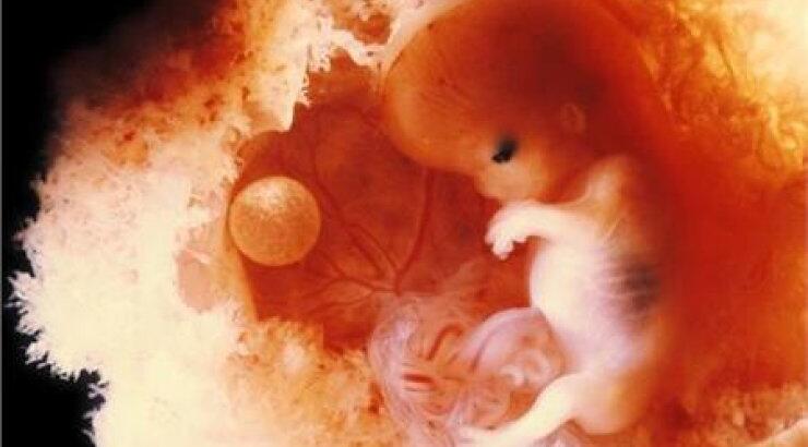 Απίθανες φωτογραφίες: Το θαύμα της ζωής μέσα από τον φακό του Lennart Nilsson 