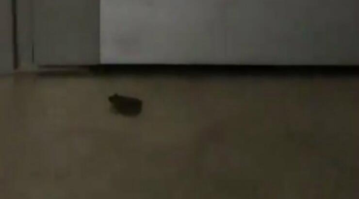 Απίστευτο κι όμως συνέβη! Μπήκε βάτραχος στο σπίτι επώνυμης Κύπριας κατά τη διάρκεια της βροχής! [βίντεο]