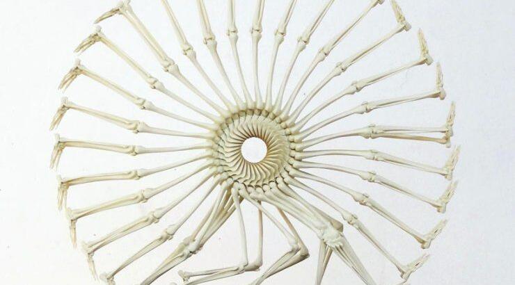 Ο τροχός της ζωής