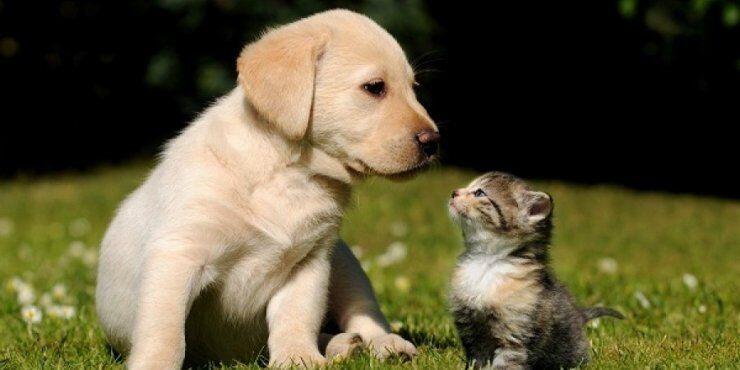 Επισήμως πολιτικό κόμμα το 