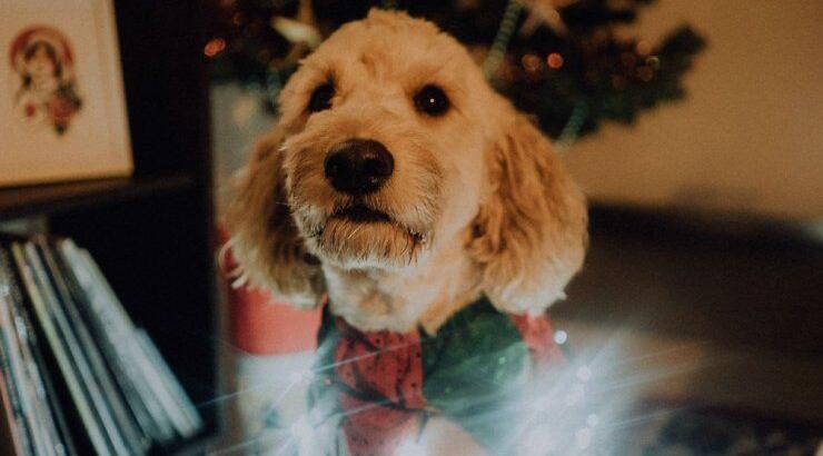 Τι προβλέπουν τα ζώδια για την Πέμπτη 10 Δεκεμβρίου 2020;