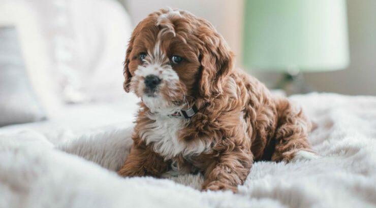 Τι προβλέπουν τα ζώδια για την Τρίτη 12 Ιανουαρίου 2021; 