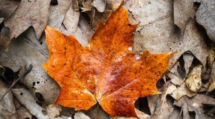 Τι προβλέπουν τα ζώδια για τη Δευτέρα 9 Σεπτεμβρίου 2019;