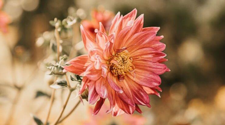 Τι προβλέπουν τα ζώδια για την Πέμπτη 12 Σεπτεμβρίου 2019;