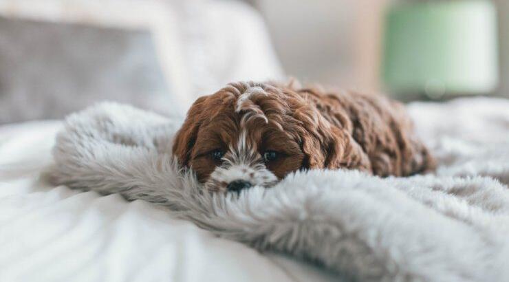 Τι προβλέπουν τα ζώδια για την Παρασκευή 29 Ιανουαρίου 2021;