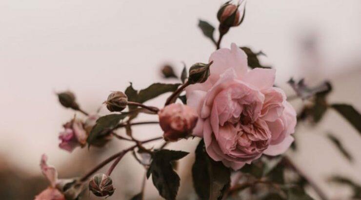 Τι προβλέπουν τα ζώδια για το Σάββατο 2 Νοεμβρίου 2019;