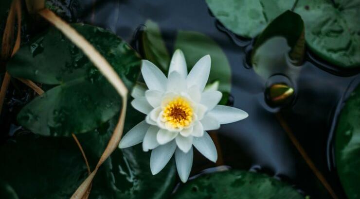 Τι προβλέπουν τα ζώδια για την Πέμπτη 18 Ιουλίου 2019;