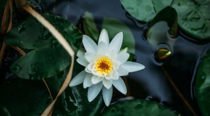 Τι προβλέπουν τα ζώδια για την Πέμπτη 18 Ιουλίου 2019;