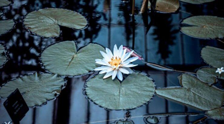 Τι προβλέπουν τα ζώδια για τη Δευτέρα 21 Οκτωβρίου 2019; 