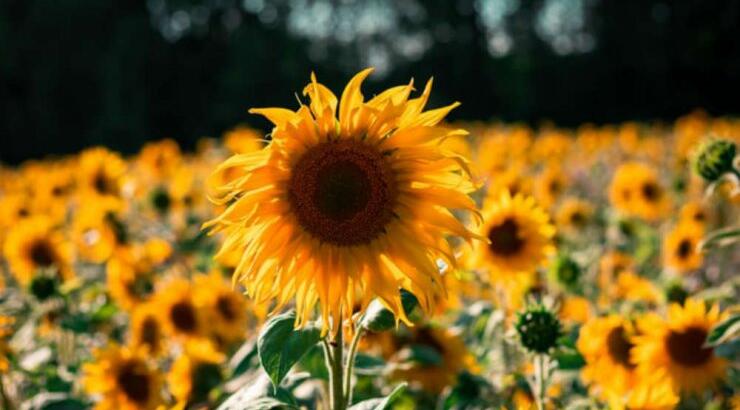 Τι προβλέπουν τα ζώδια για την Πέμπτη 5 Σεπτεμβρίου 2019;