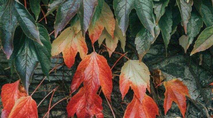 Τι προβλέπουν τα ζώδια για την Πέμπτη 24 Οκτωβρίου 2019;