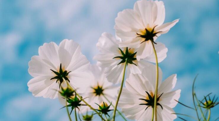 Τι προβλέπουν τα ζώδια για την Πέμπτη 5 Μαρτίου 2020;