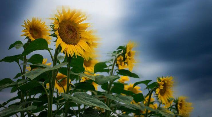 Τι προβλέπουν τα ζώδια για την Παρασκευή 27 Σεπτεμβρίου 2019;