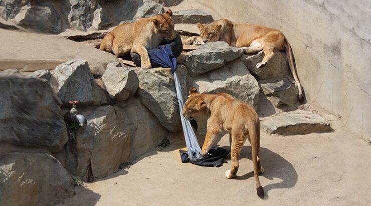 Τζιν ξεσκισμένο από λιοντάρια