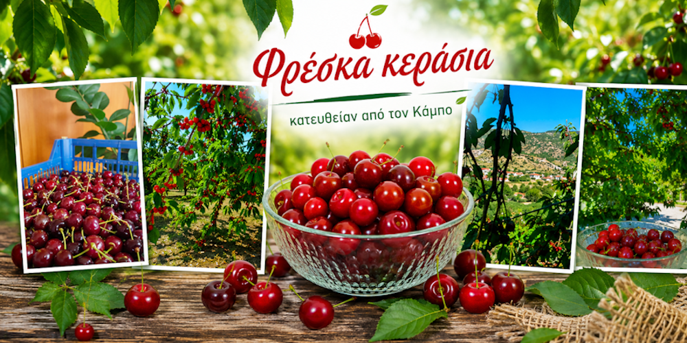 «Το ρουμπίνι του Κάμπου». Η γιορτή του κερασιού την οποία ο κόσμος όλος αγάπησε και μιλά γι’ αυτήν.