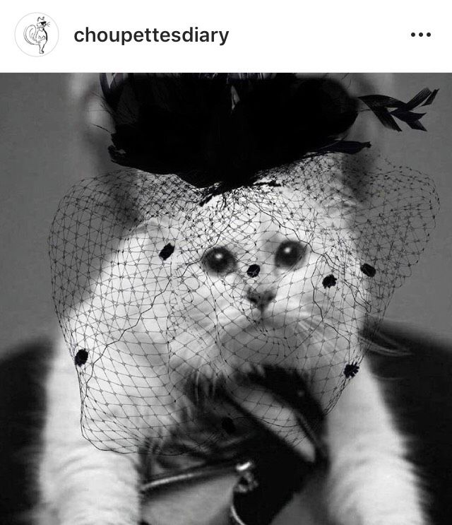 H γάτα του Karl Lagerfeld πρωταγωνιστεί σε μια νέα συλλογή | Ι LOVE STYLE