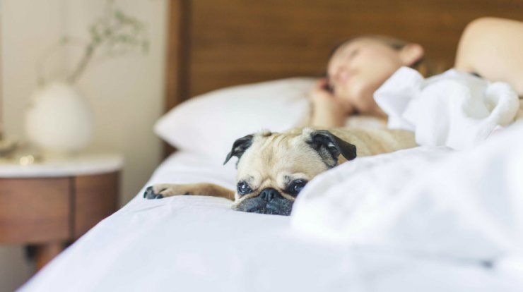 Όλα όσα πρέπει να γνωρίζετε εάν κοιμάστε στο κρεβάτι με το σκύλο σας | Ι  LOVE STYLE